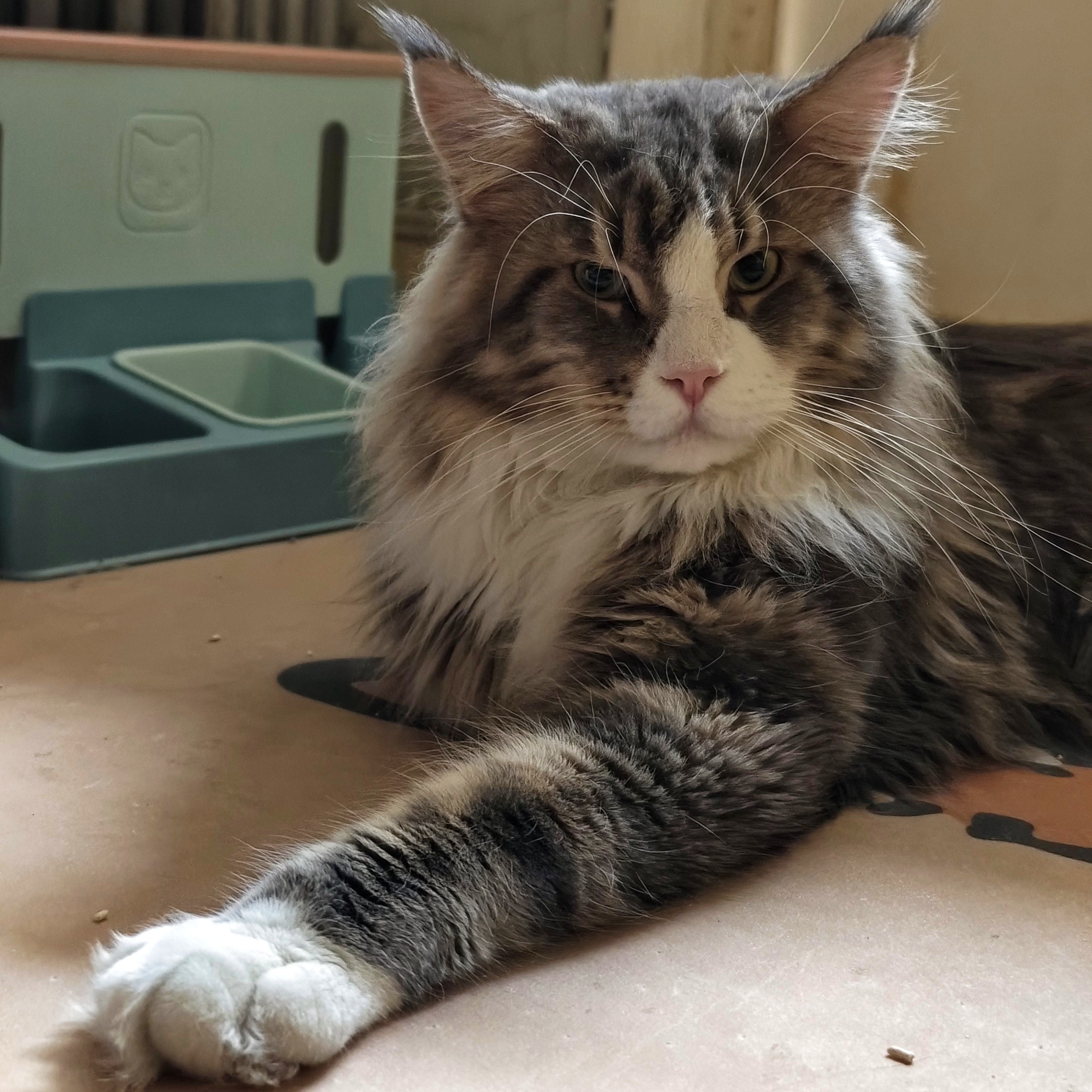 公猫2岁半  胆小粘人  找同城爱猫猫的好主人